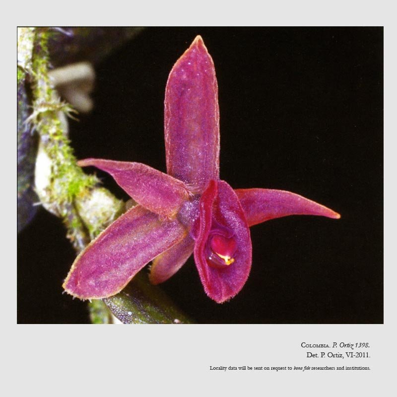 Neooreophilus vieira-perezianus